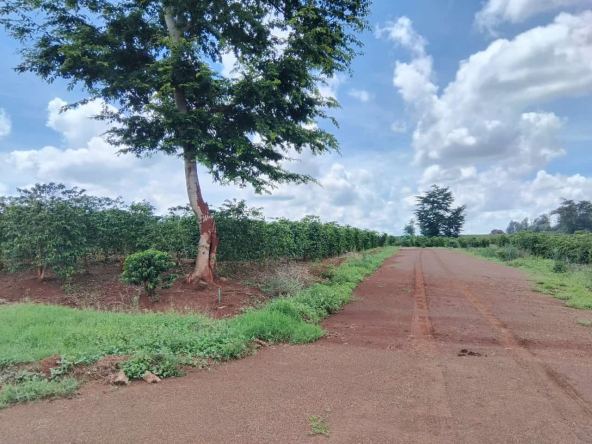 Zuri Springs Plots for Sale in Juja