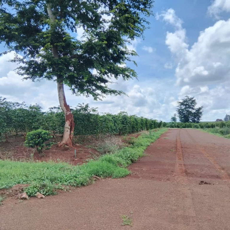 Zuri Springs Plots for Sale in Juja