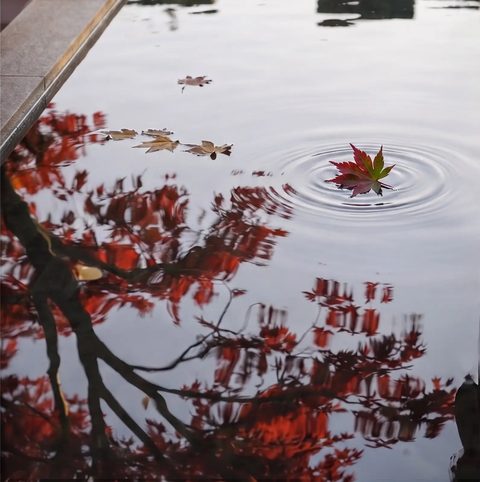 Seasons Riverside water reflection and landscaped courtyard detail